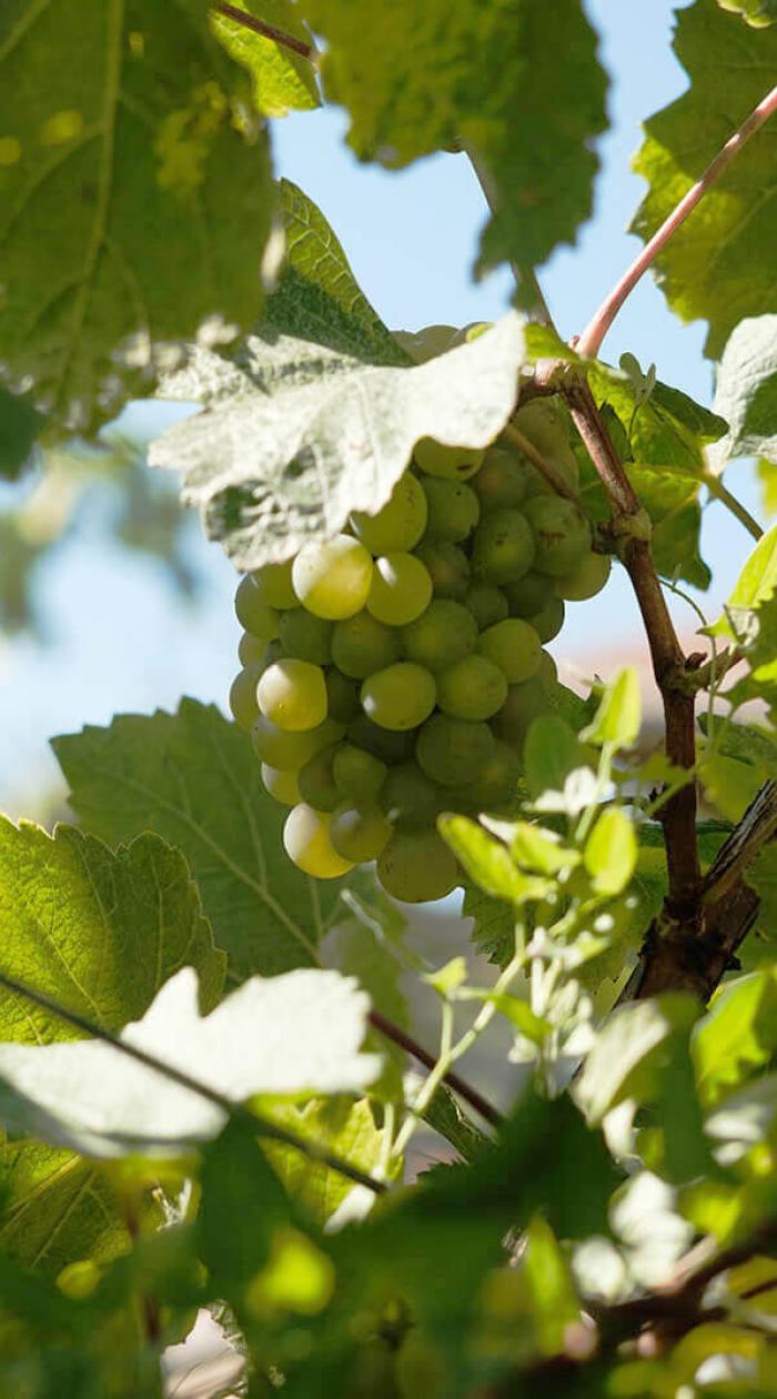 Close up of grapes being harvested