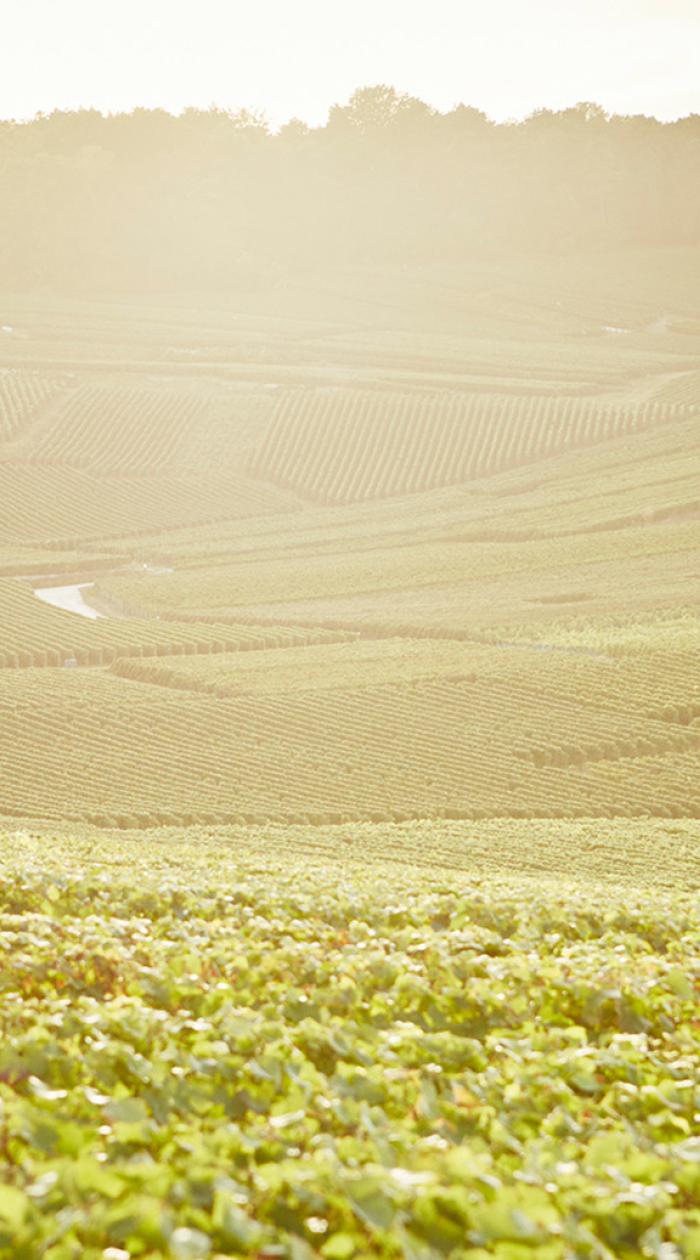 Parcels of vines in the Champagne region