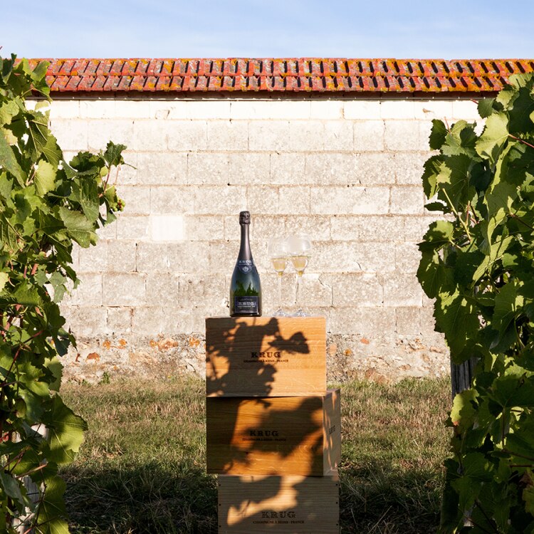 CDA_vignes_ 900 x 900_02 px.png