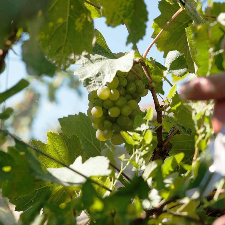 Close up of grapes being harvested