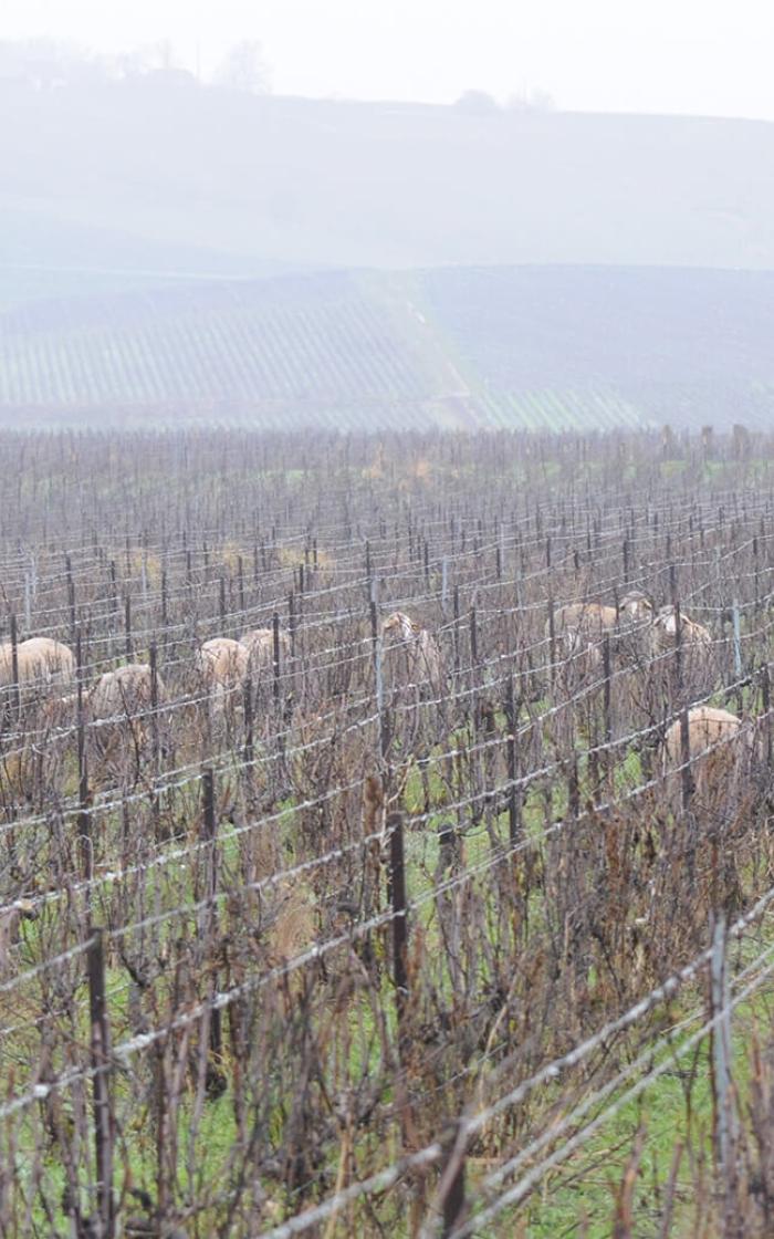 Eco grazing