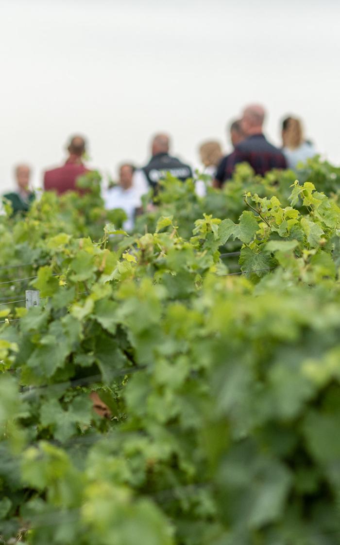 Krug Growers' Collective