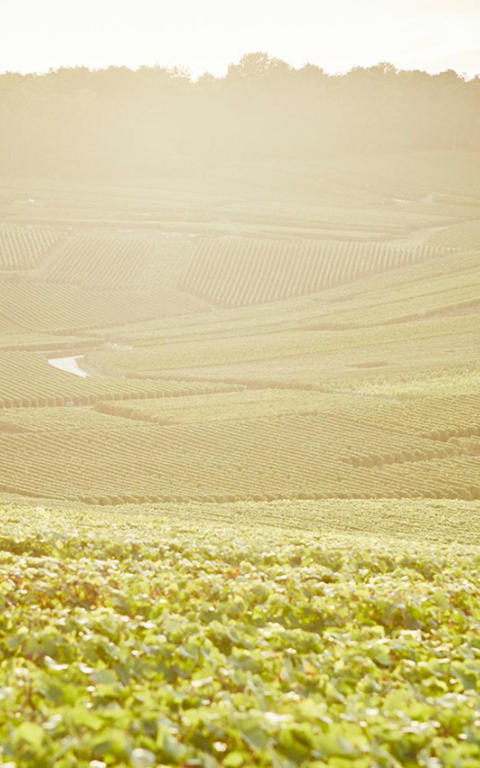 Parcels of vines in the Champagne region