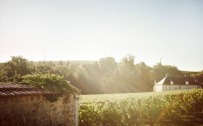 The Clos du Mesnil vineyard