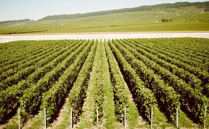 The Clos d'Ambonnay vineyard