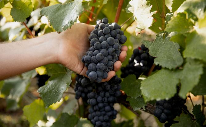 A hand touching a bunch of grapes in a vineyard