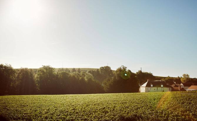 The Clos du Mesnil vineyard